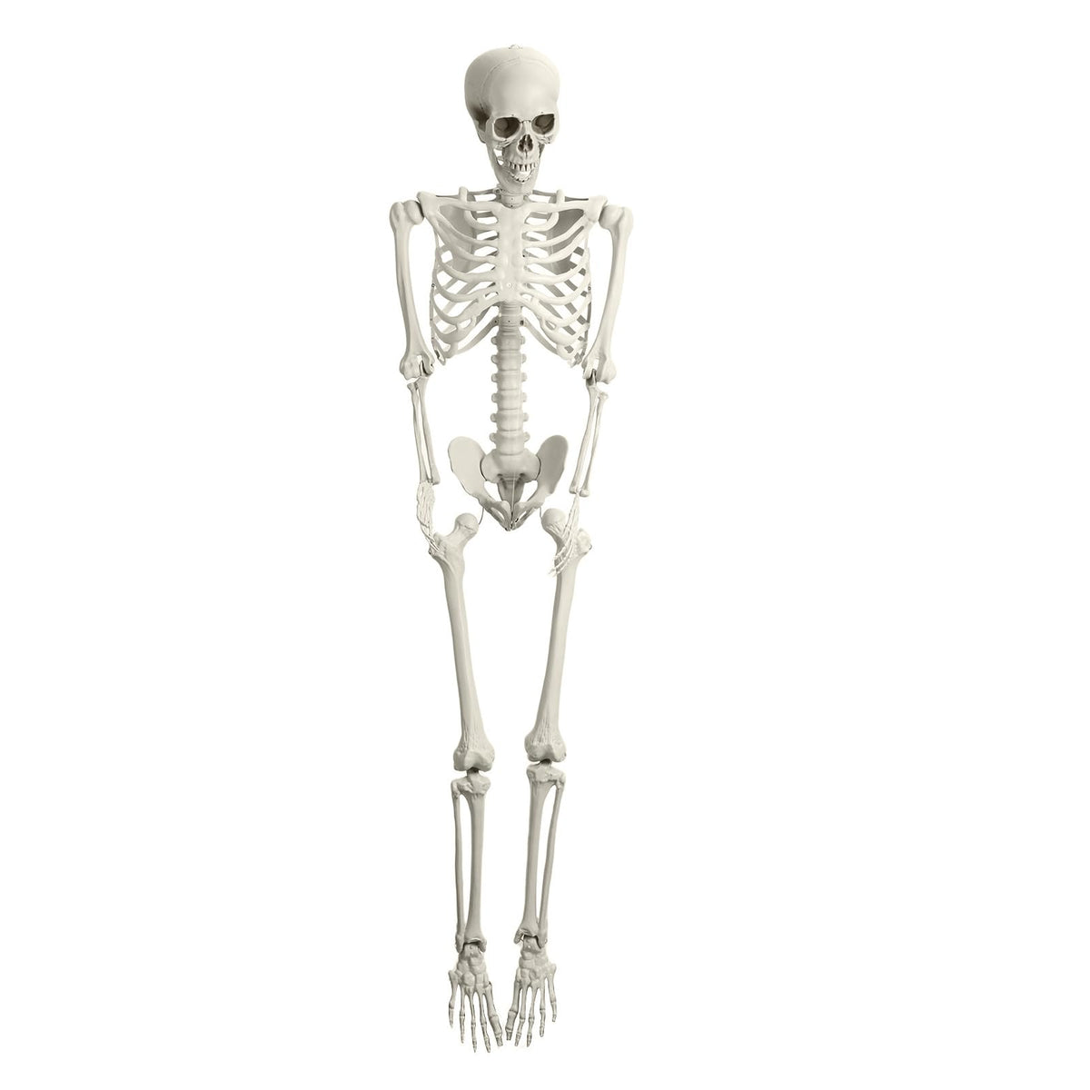 5.4Ft Posable Plastic Skeleton with Movable Joints L2669