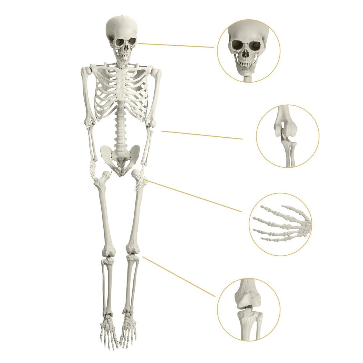 5.4ft Poseable Life Size Skeleton with Movable Joints P345883