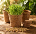 Organic Cat Grass Growing Kit 3 Pack with Soil Discs Coco Fiber Pots and Seeds Z11893
