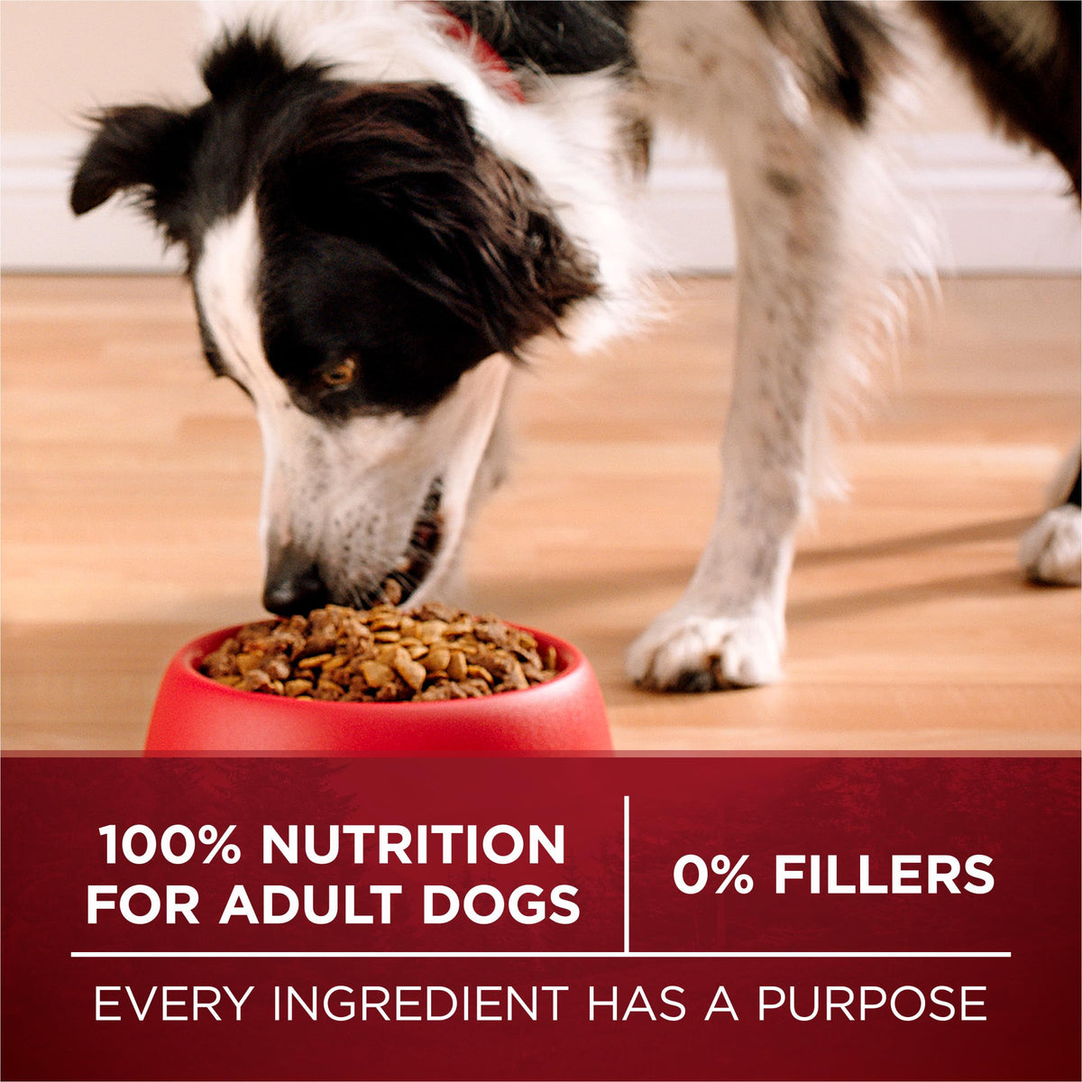 High Protein Chicken & Duck Dog Food S824315